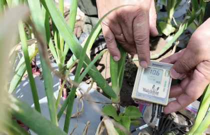 Con innovación del TEC se duplica producción y se reducen agroquímicos en Cartago, gracias a agricultura de precisión