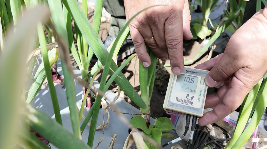 Con innovación del TEC se duplica producción y se reducen agroquímicos en Cartago, gracias a agricultura de precisión